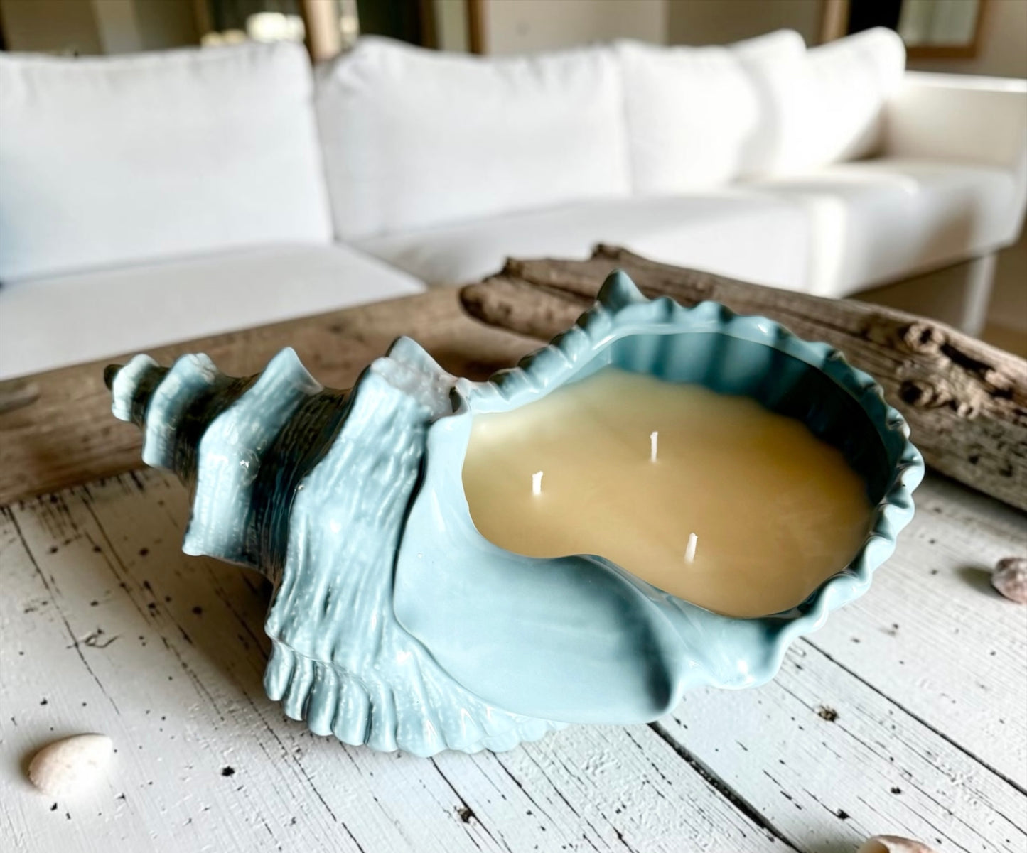 XL Coastal shell