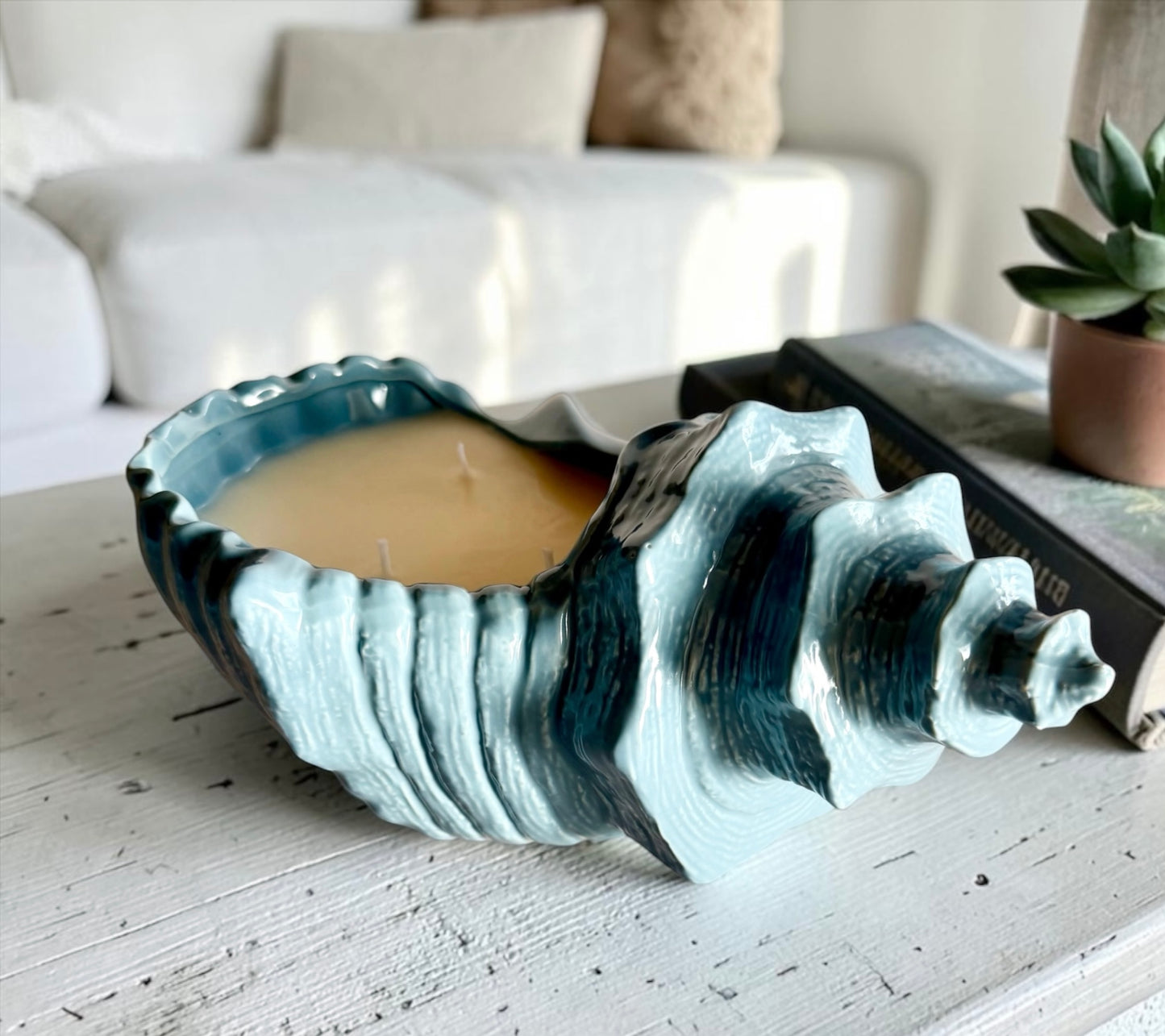 XL Coastal shell