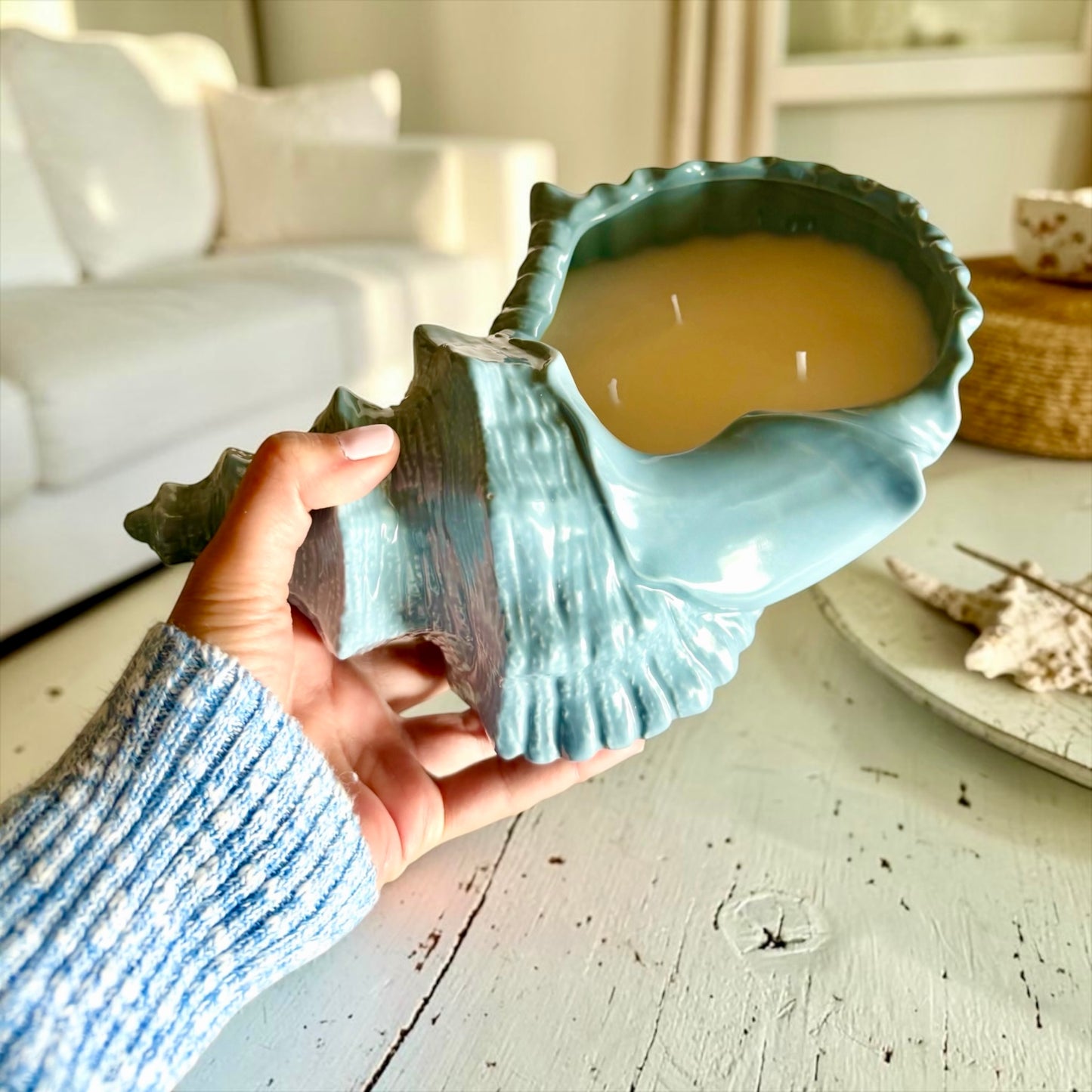 XL Coastal shell