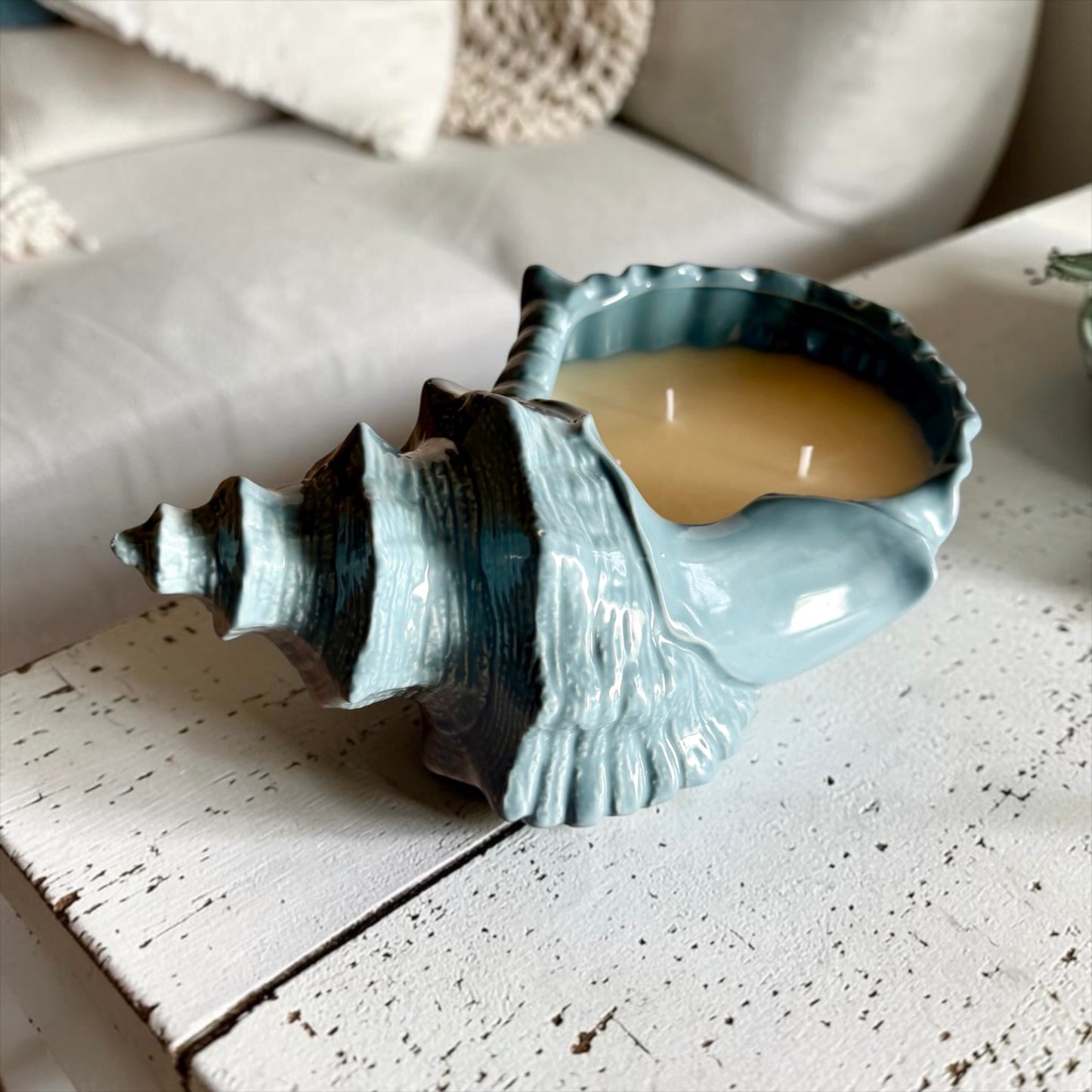 XL Coastal shell