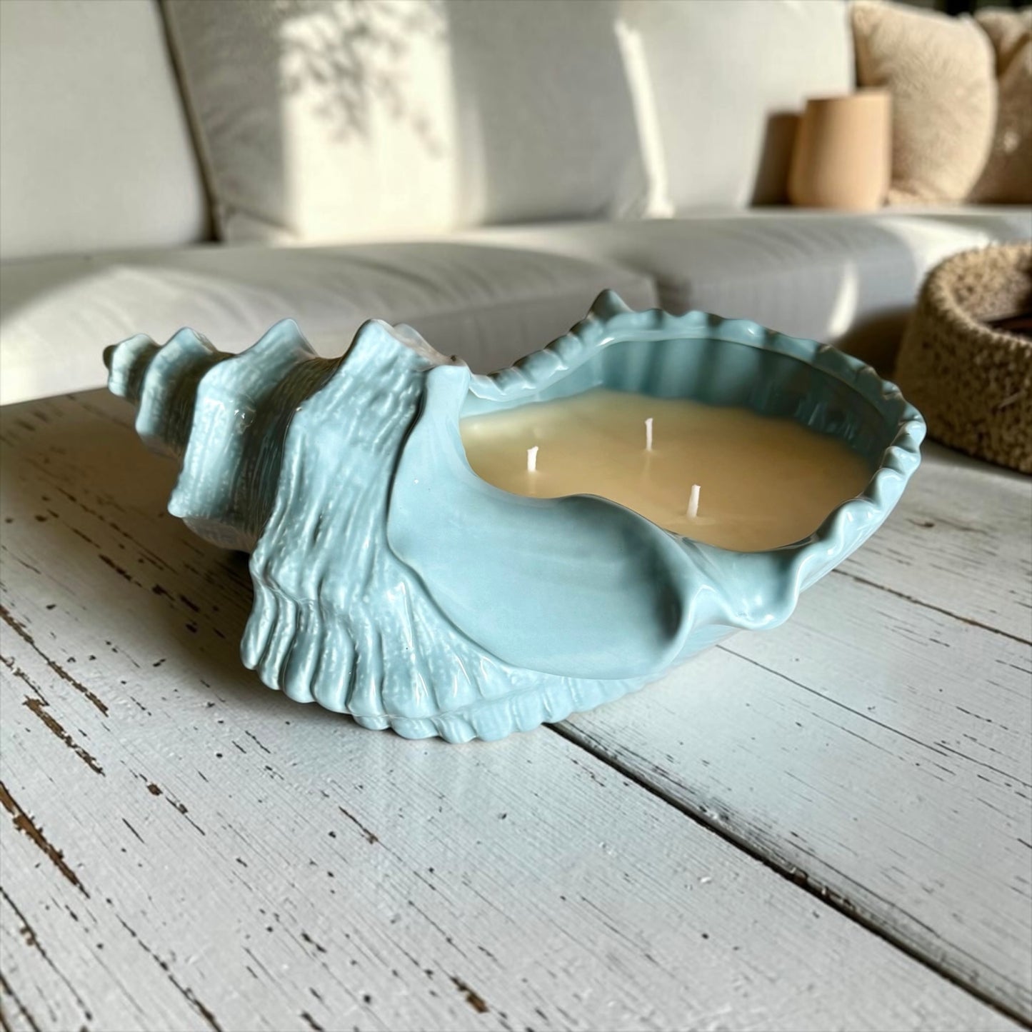 XL Coastal shell