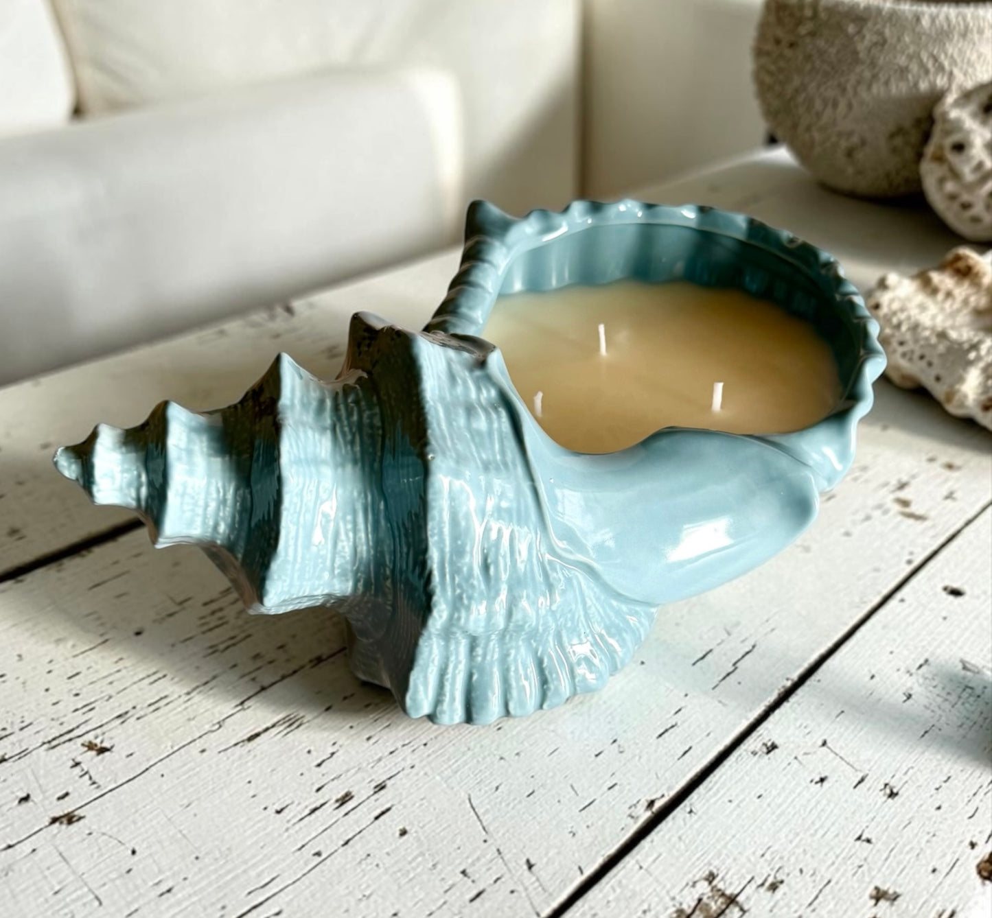 XL Coastal shell