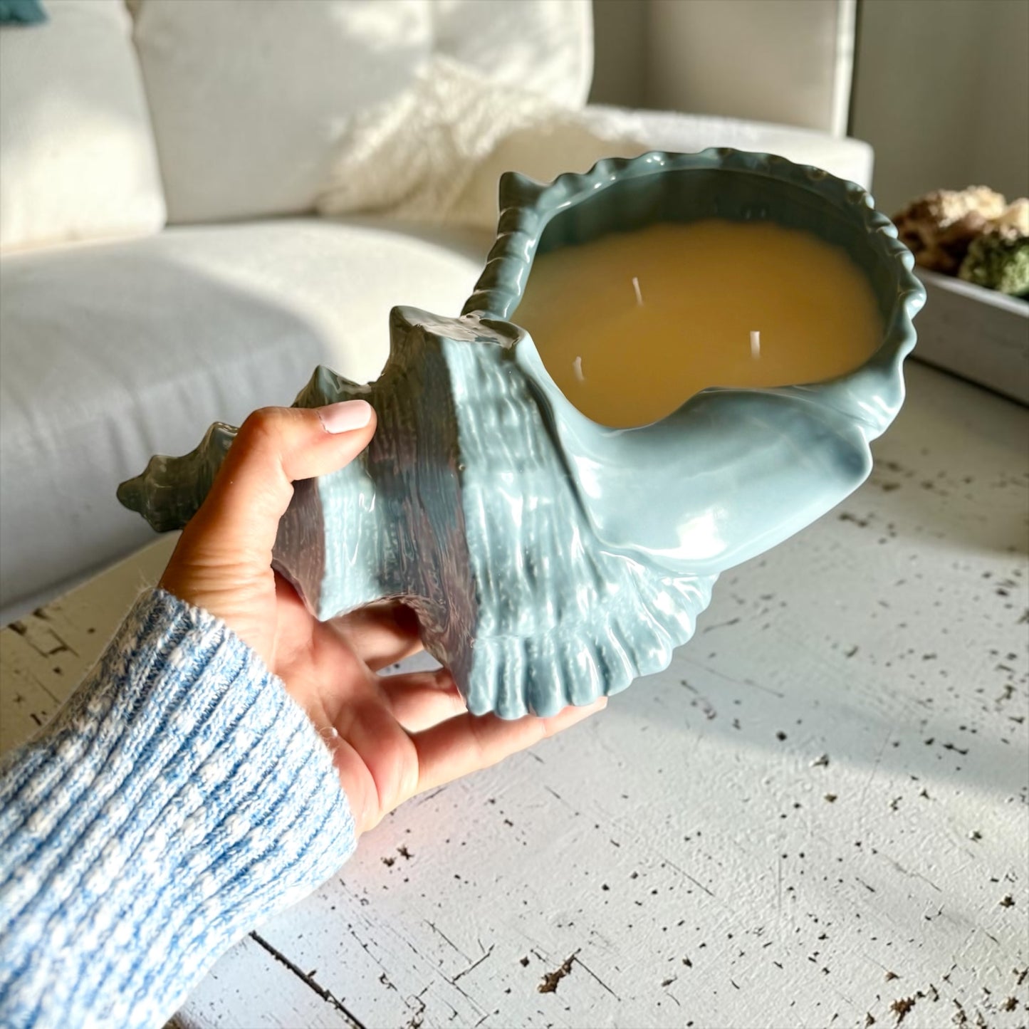 XL Coastal shell